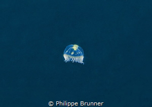 While we waiting for see humpback whale of 12mts, this sm... by Philippe Brunner 